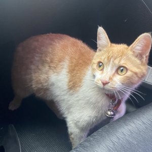 고양이 실종 코리아쇼트헤어 경기도 부천시 오정구