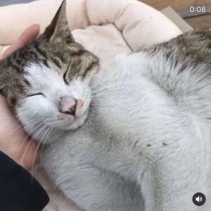 고양이 실종 코리아쇼트헤어 경기도 양주시