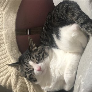 고양이 실종 코리아쇼트헤어 서울특별시 마포구