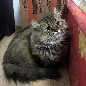 고양이 실종 페르시안 대전광역시 서구