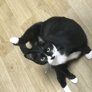 고양이 실종 코리아쇼트헤어 울산광역시 중구