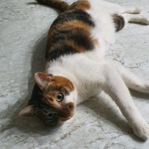 고양이 실종 코리아쇼트헤어 서울특별시 도봉구
