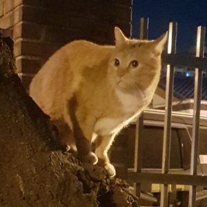 고양이 실종 코리아쇼트헤어 인천광역시 부평구