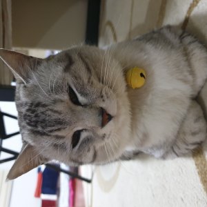 고양이 실종 이집션마우 강원도 원주시