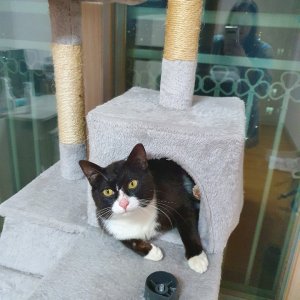 고양이 실종 코리아쇼트헤어 충청남도 아산시