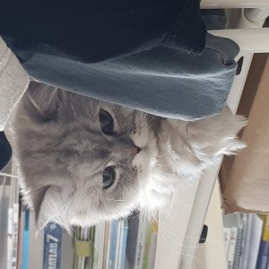 고양이 실종 페르시안 서울특별시 은평구