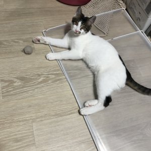 고양이 실종 코리아쇼트헤어 전라북도 완주군