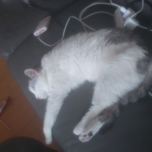 고양이 실종 코리아쇼트헤어 경기도 안산시 상록구