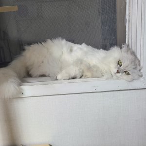 고양이 실종 페르시안 인천광역시 서구