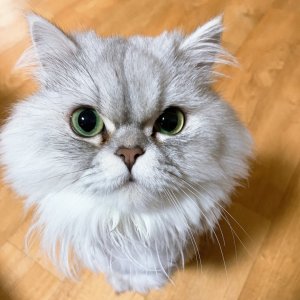 고양이 실종 페르시안 제주특별자치도 제주시