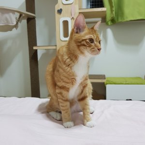 고양이 실종 코리아쇼트헤어 울산광역시 남구