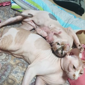 고양이 실종 스핑크스 서울특별시 종로구