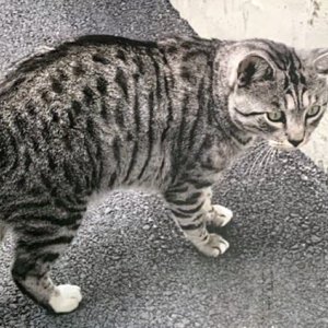 고양이 실종 아메리칸쇼트헤어 경상남도 창원시 마산회원구