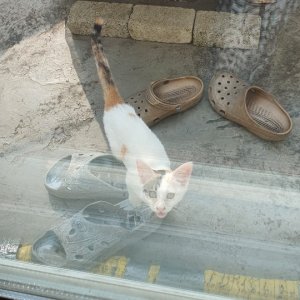고양이 실종 코리아쇼트헤어 경기도 과천시