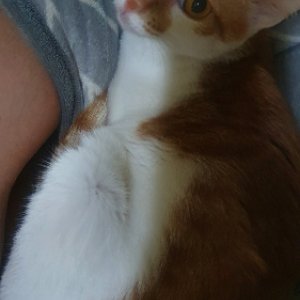 고양이 실종 코리아쇼트헤어 서울특별시 강서구