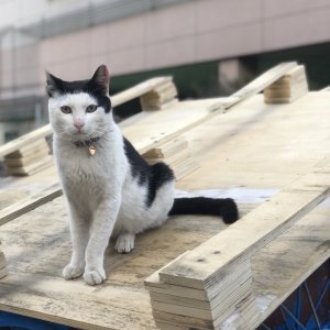 고양이 실종 코리아쇼트헤어 경상남도 창원시 마산합포구