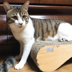 고양이 실종 코리아쇼트헤어 경기도 수원시 팔달구
