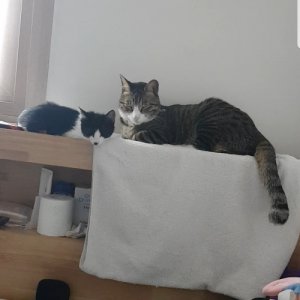고양이 실종 코리아쇼트헤어 충청남도 천안시 서북구
