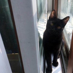 고양이 실종 코리아쇼트헤어 광주광역시 북구