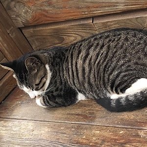 고양이 실종 코리아쇼트헤어 충청남도 서천군