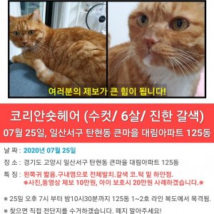 고양이 실종 코리아쇼트헤어 경기도 고양시 일산서구