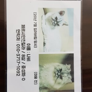 고양이 실종 페르시안 경기도 고양시 일산동구