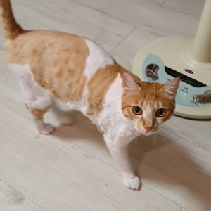 고양이 실종 코리아쇼트헤어 울산광역시 중구