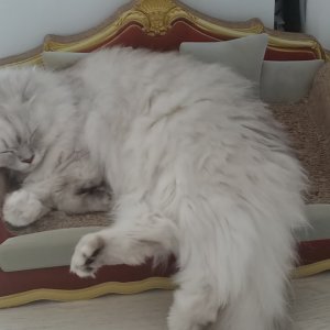 고양이 실종 페르시안 부산광역시 해운대구