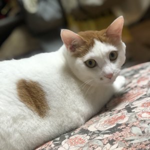 고양이 실종 코리아쇼트헤어 서울특별시 은평구