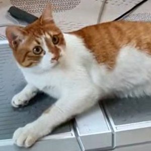 고양이 실종 코리아쇼트헤어 서울특별시 성동구