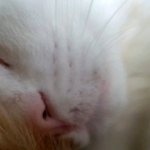 고양이 실종 코리아쇼트헤어 서울특별시 금천구