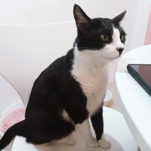 고양이 실종 코리아쇼트헤어 서울특별시 용산구