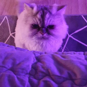 고양이 실종 친칠라캣 인천광역시 연수구