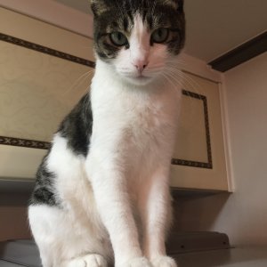 고양이 실종 코리아쇼트헤어 경기도 안양시 만안구