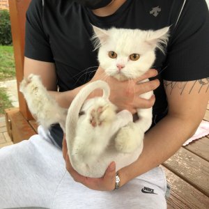고양이 실종 페르시안 대구광역시 수성구