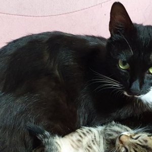 고양이 실종 코리아쇼트헤어 경기도 안양시 동안구