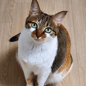 고양이 실종 코리아쇼트헤어 경기도 남양주시