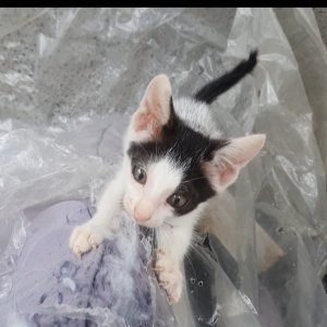 고양이 실종 코리아쇼트헤어 경상북도 구미시