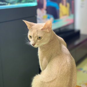 고양이 실종 아비시니안 서울특별시 강동구