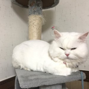 고양이 실종 페르시안 부산광역시 수영구
