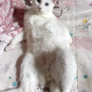 고양이 실종 터키시앙고라 전라북도 전주시 완산구