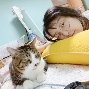 고양이 실종 코리아쇼트헤어 대전광역시 유성구