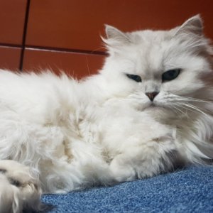 고양이 실종 페르시안 서울특별시 구로구