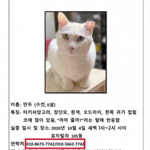 고양이 실종 터키시앙고라 경기도 안산시 단원구