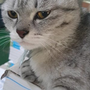 고양이 실종 코리아쇼트헤어 경기도 포천시