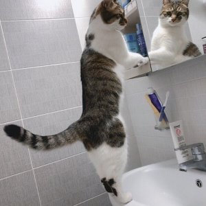 고양이 실종 코리아쇼트헤어 경기도 부천시 소사구