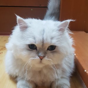 고양이 실종 페르시안 강원도 원주시