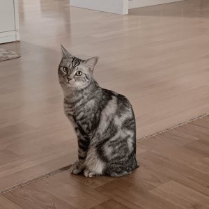 고양이 실종 아메리칸쇼트헤어 전라남도 목포시