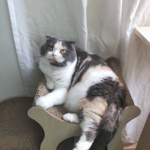 고양이 실종 스코티시폴드 서울특별시 용산구