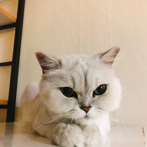 고양이 실종 페르시안 인천광역시 강화군